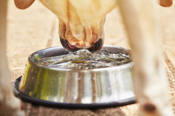 why-does-my-dog-cough-after-drinking-water-petsyclopedia-news