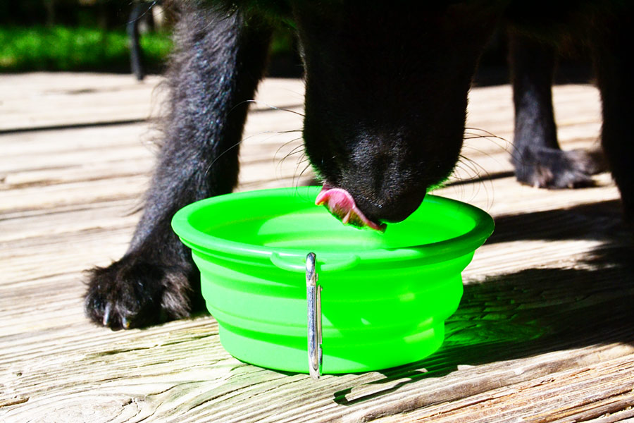Win a Set of three Collapsible Dog Bowls!