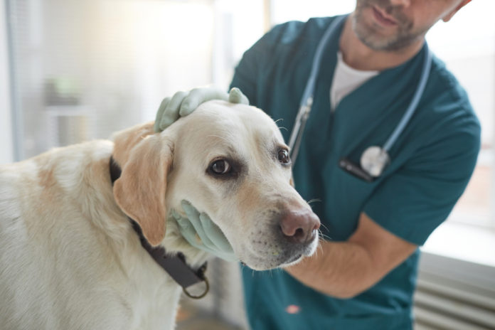 10 most common medical conditions in dogs and cats