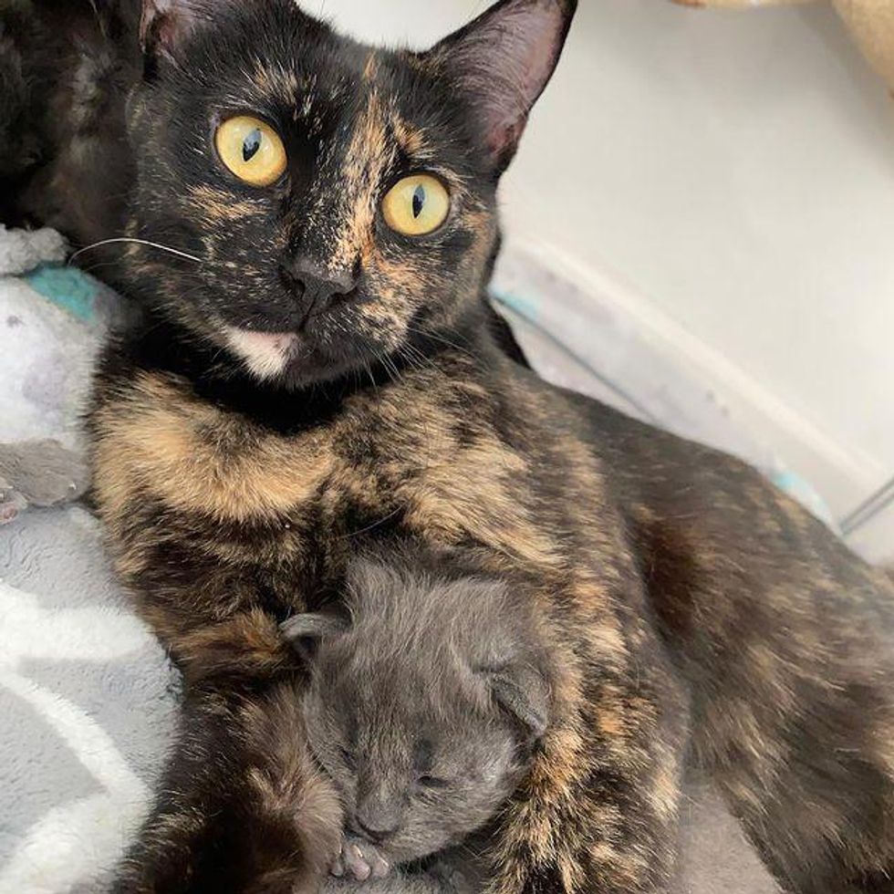 Cat Sisters Raise Each Other’s Kittens and Share an Adorable Bond