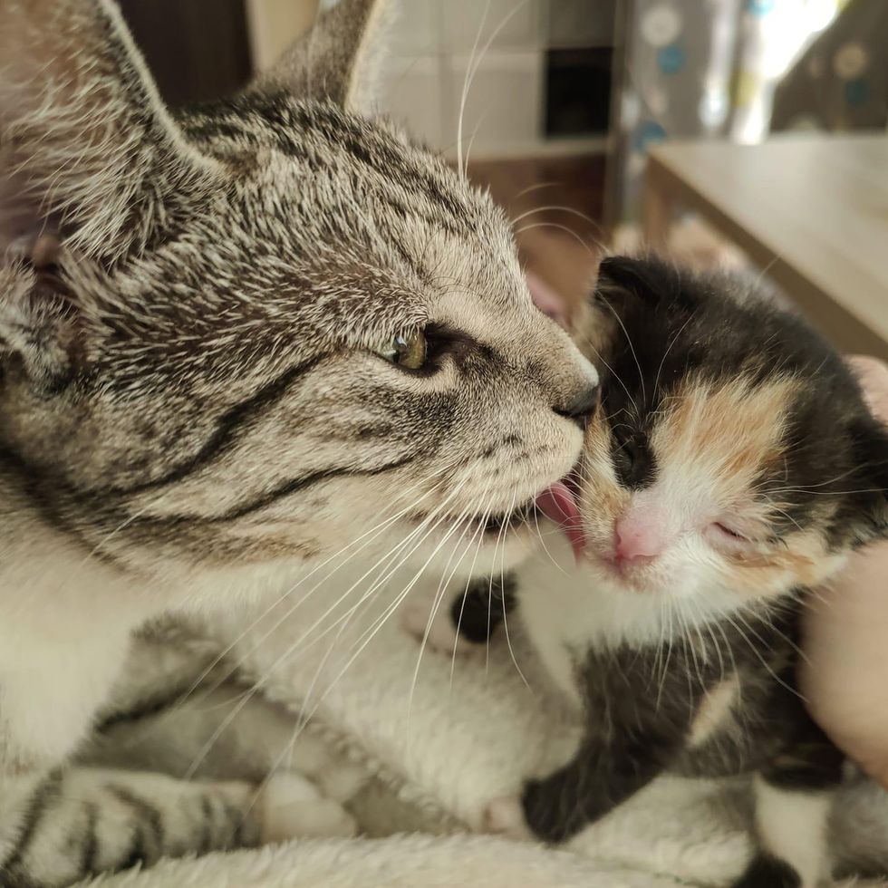 Cat Took in Kitten Found in Garden and Touched People’s Hearts with What She Did