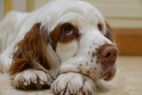 Clumber Spaniel Diets and Supplements