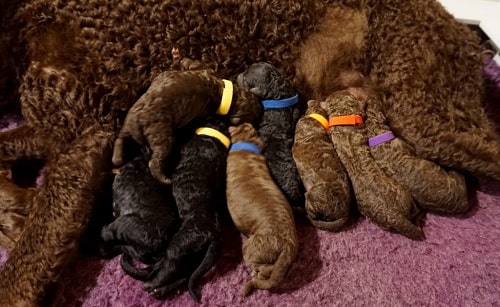 Curly-Coated Retriever Puppies