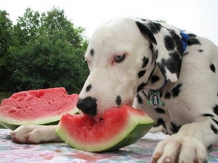 Dalmatian Diets and Supplements