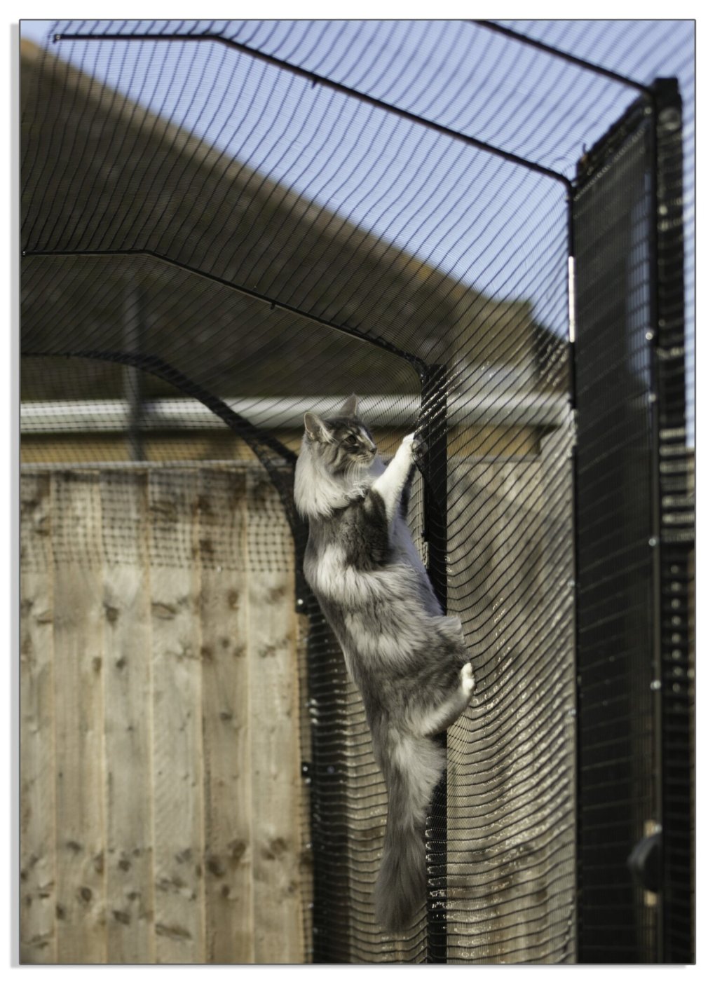Do Cat Fences Really Work?