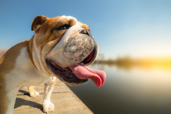 Dog Temperature: Everything You Need to Know, According to a Vet