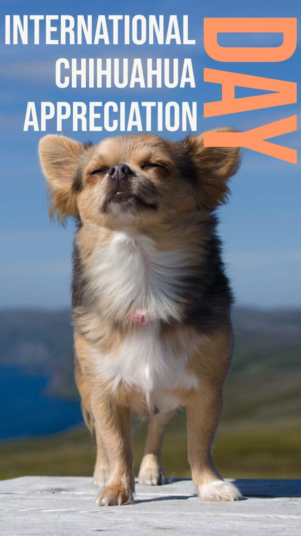 International Chihuahua Appreciation Day