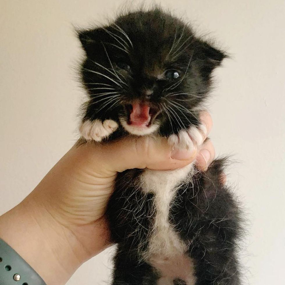 Kitten with So Much Sass Trills Her Way into Hearts of Family