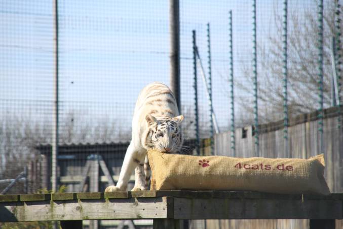 Blast from the Past: Global Tiger Day Event at Hamerton Zoo Park