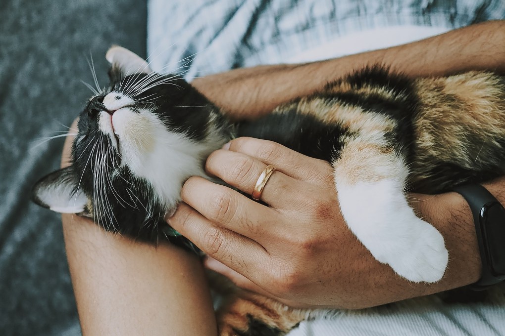 Cat Fight or Feline the Love? New Research Analyses the Relationship Between Cats and Their Owners