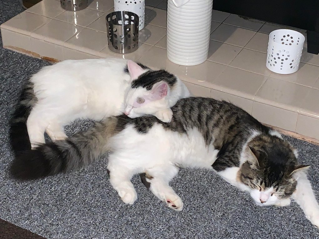 Cats Rescued by RSPCA From Kitten Farm are Now Loving Life in Their Forever Homes