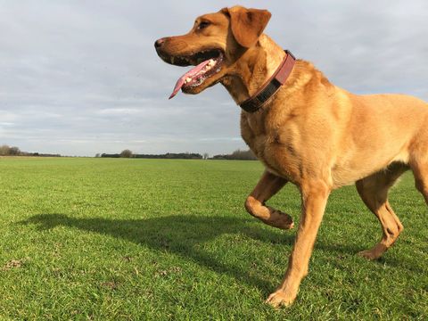Dog Limping: What You Need to Know