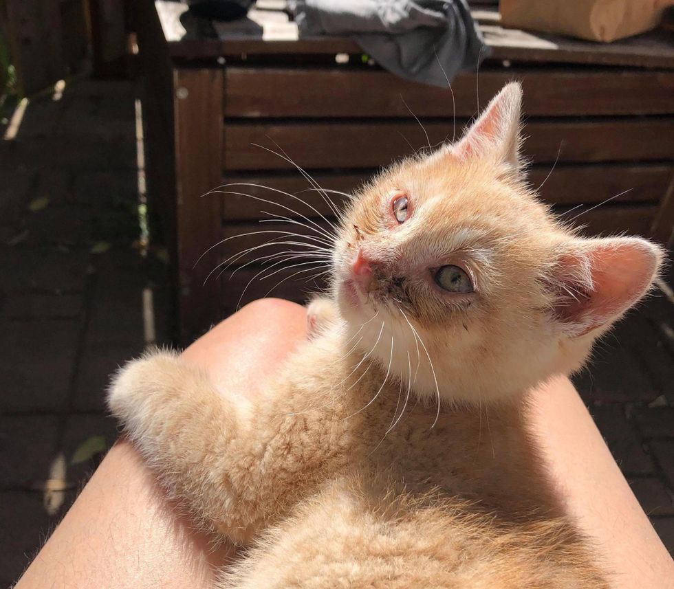 Kitten Sneaks into a Yard to Seek Help and Turns into the Sweetest Lap Cat