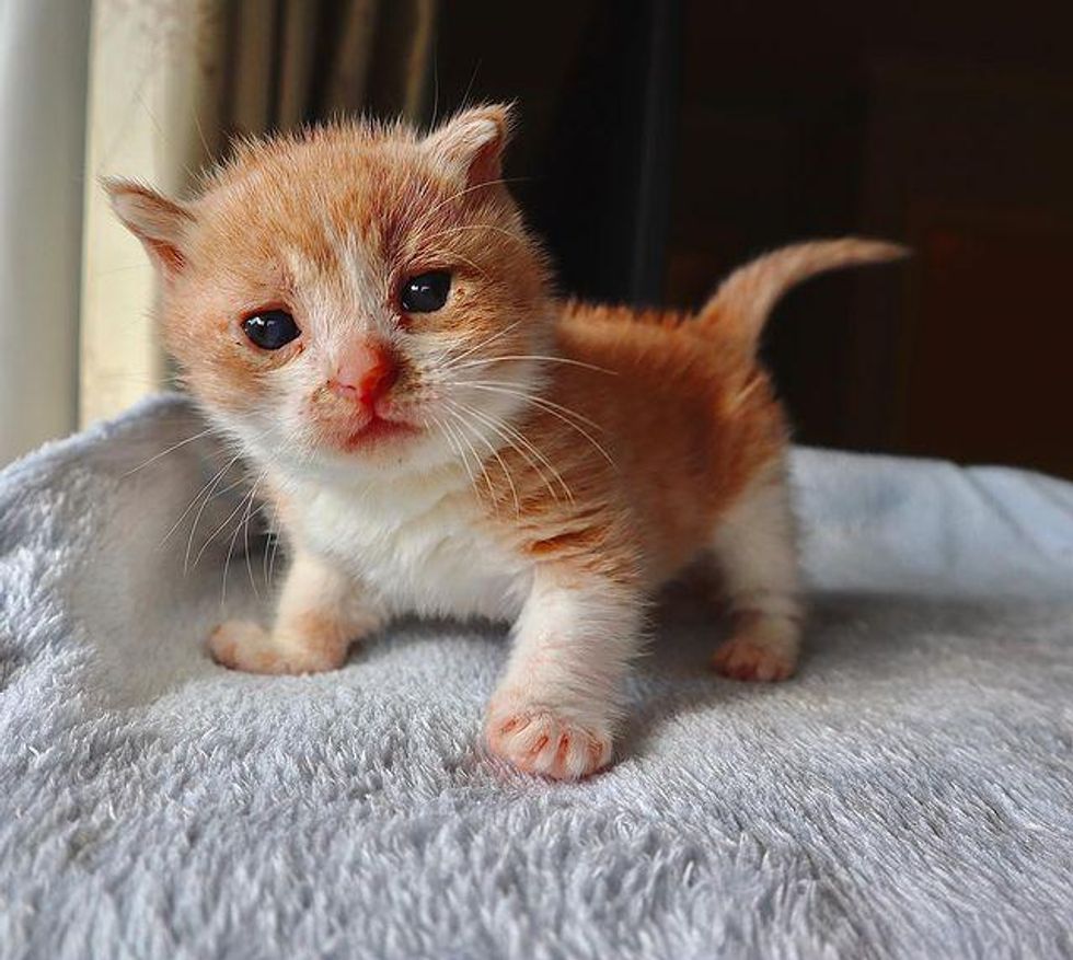 Kitten with Incredible Resilience is Determined to Live Full Life with the Help of a Kind Couple