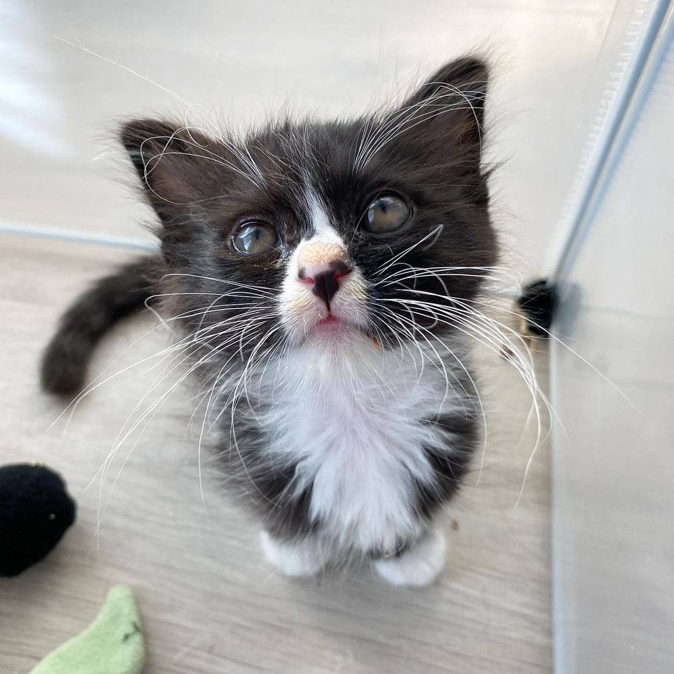 Kitten with Magnificent Whiskers Brought Back from the Street and Melts Everyone’s Heart