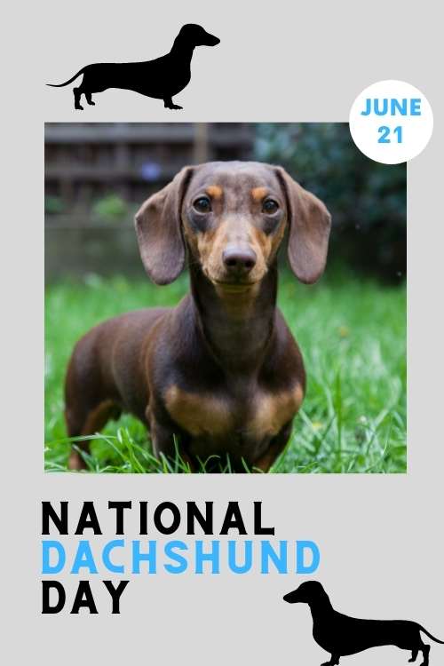 When Is National Dachshund Day
