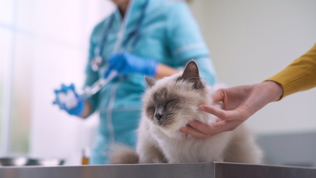 New Tool to Help Treat Feline Injection Site Sarcomas