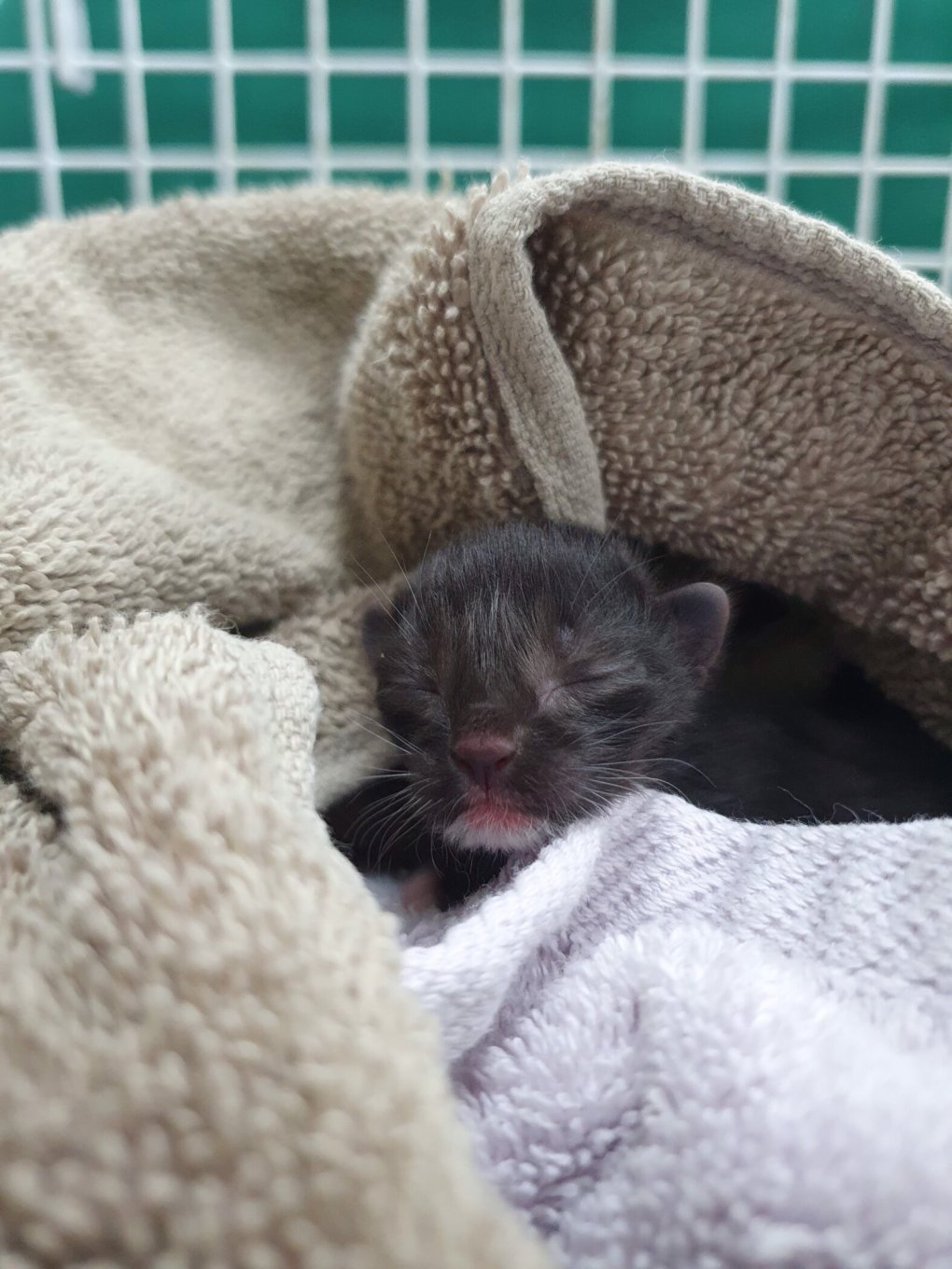 RSPCA Rescued one Day old Kitten Found Alone in Dulwich Garden