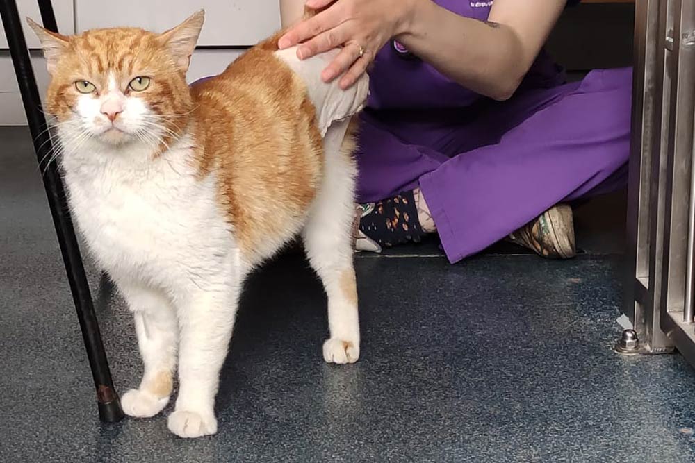 Stray Cat Ginger Loses a Leg but Finds a new Lease of Life Thanks to Mayhew Vets