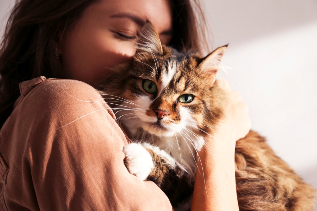 Top Tips to Prevent Cat Separation Anxiety After the Pandemic