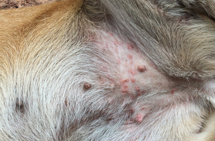 What’s causing your dog’s belly rash?