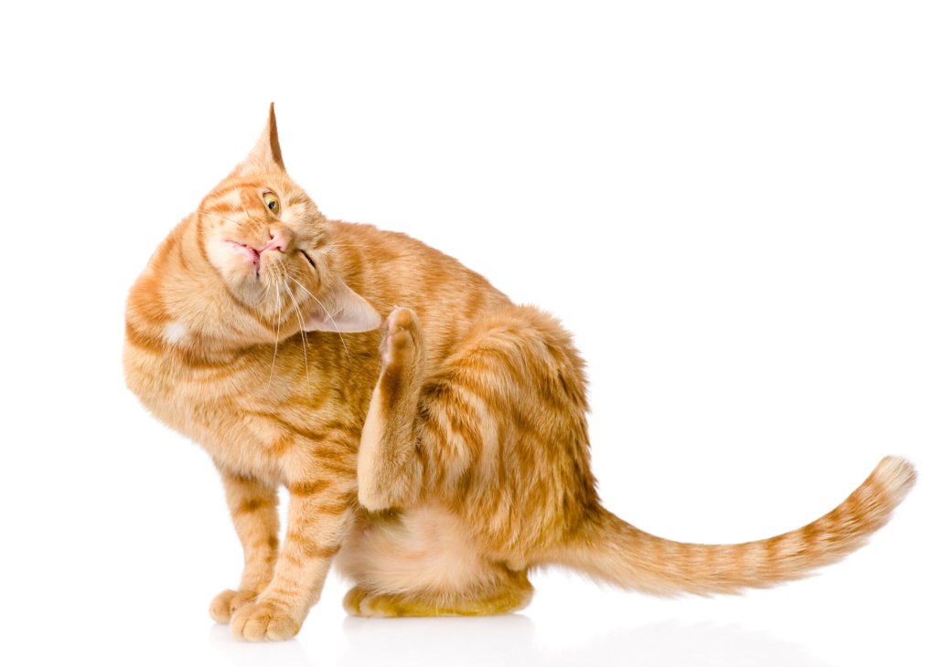 3 Health Complications Your Cat Can Get From Fleas And Ticks