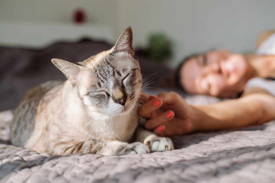A veterinary view on the benefits of cat pheromones