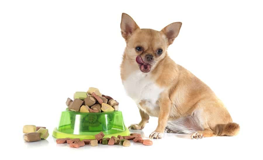 Best Dog Food for Allergies – Top 5 Picks Revealed!