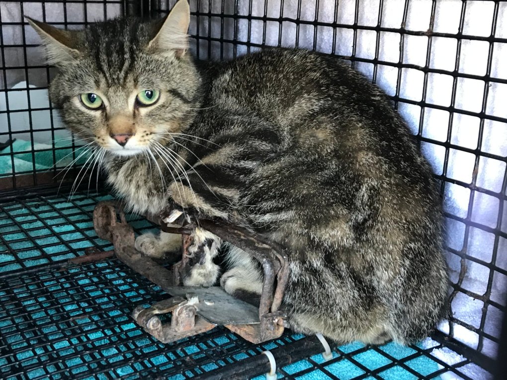 Cat’s Leg ‘Hanging Off’ After Spending Over a Week Caught by Illegal Gin Trap