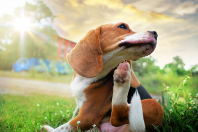 Dog allergies: everything you need to know
