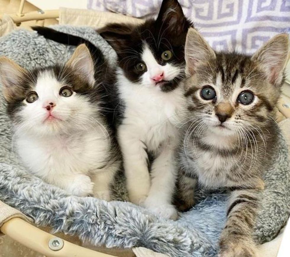 Family Went to Adopt Kittens and Couldn’t Separate These Three with Unbreakable Bond