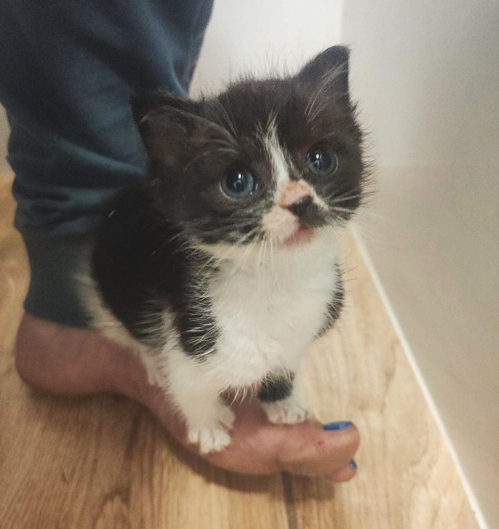 Kitten Tags Along with Everyone He Meets and Determined to Never Be Alone Again