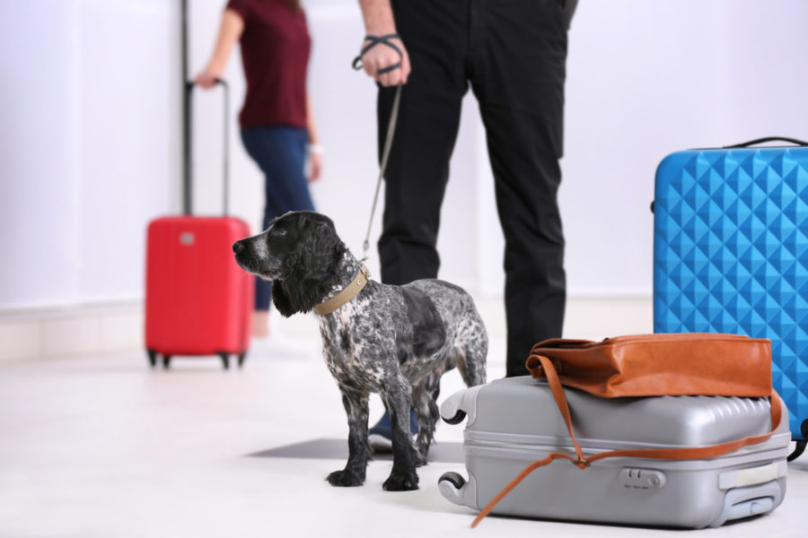 Moving pets overseas with the help of an app
