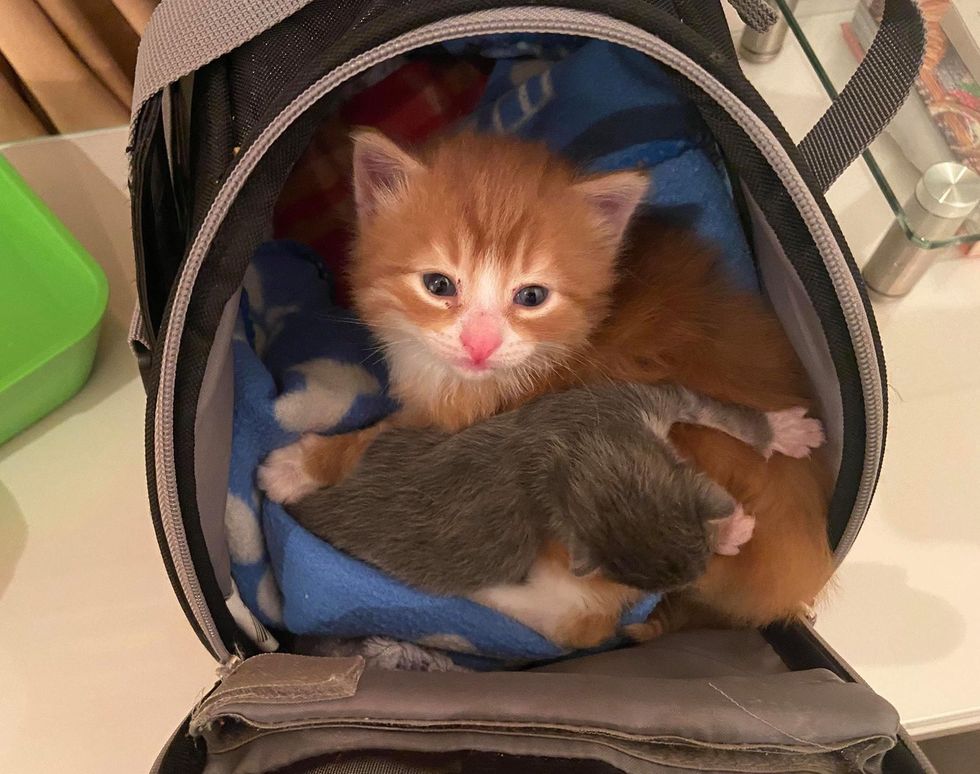 Orange Kitten Found in a Box Helps Other Cats Like Him and Finds Best Friend Along the Way