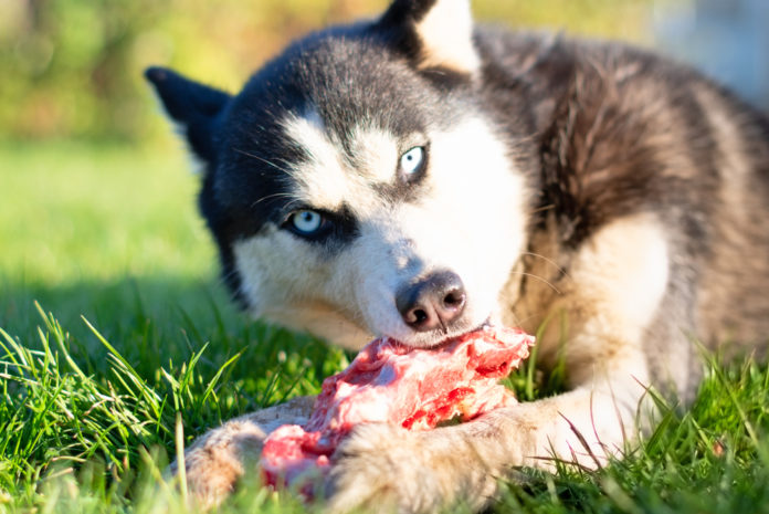 Raw meat and bones – the answer to periodontal disease in dogs and cats?