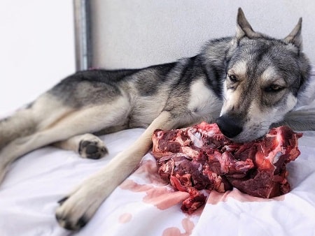 Saarloos Wolfdog Diets