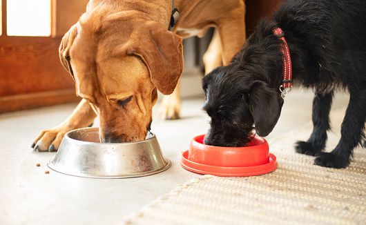 Switching Dog Food: What You Should Know