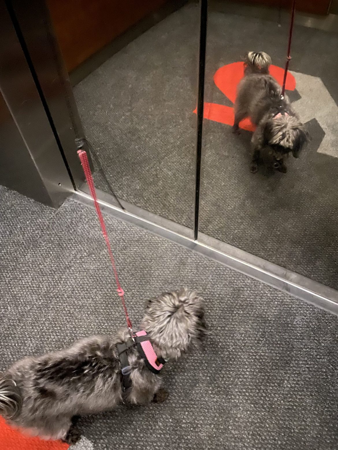 Teach Your Dog To Ride an Elevator