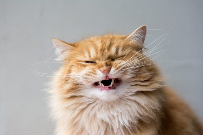 Hairballs and cat gut health: what you need to know