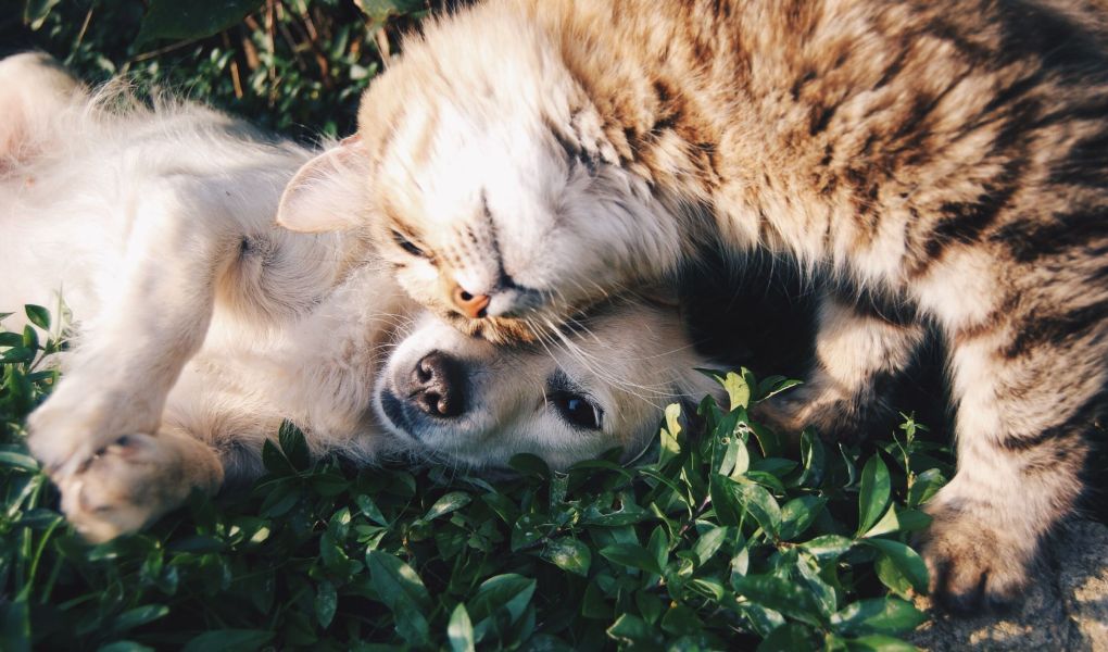 How to Make a Cat and Dog Get Along: 6 Steps