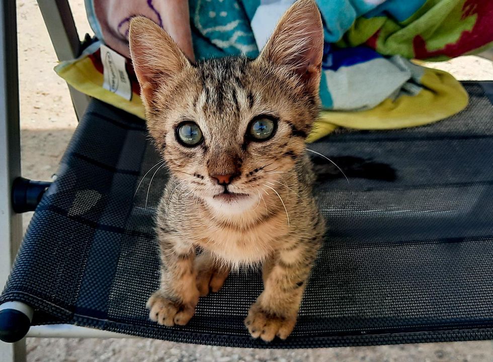 Kitten Comes Bounding Up to Couple on a Beach and Asks to Travel with Them