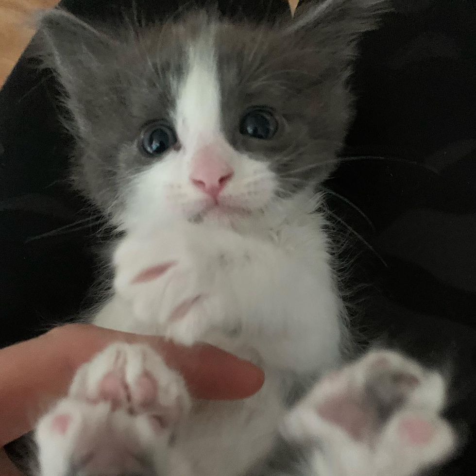 Kitten Found on a Hot Day Hiding Under Car Gets Back on Her Feet, Now Thriving as Happy Lap Cat
