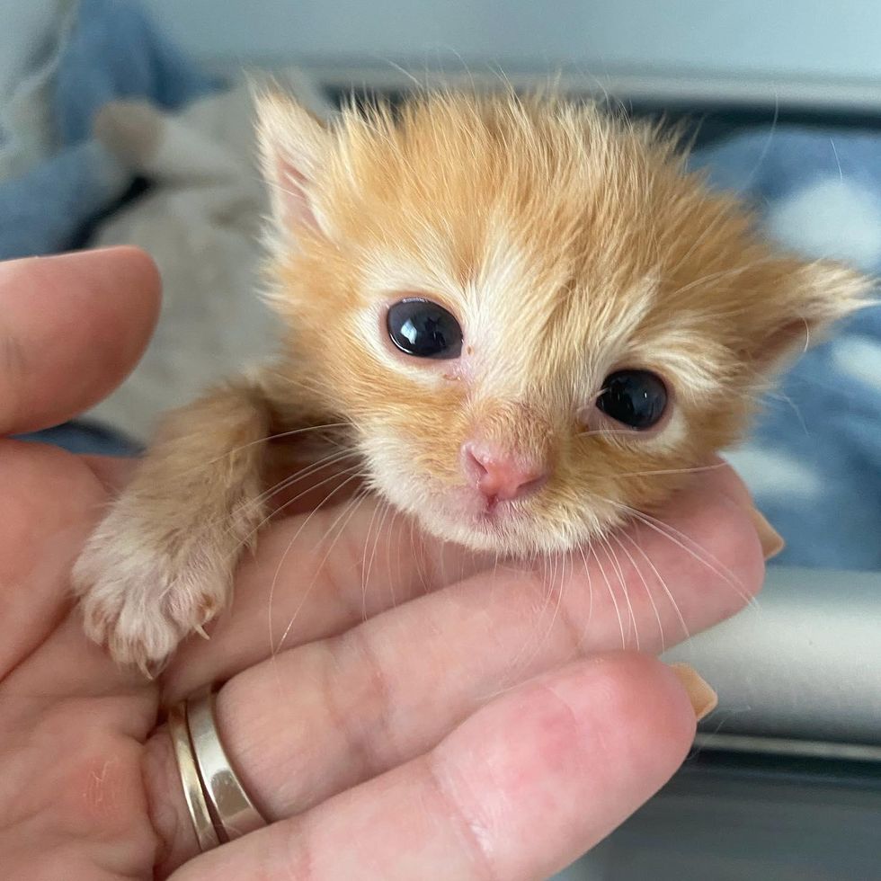 Kitten Left Behind After Birth Triumphs with Help of Family and Strong Will to Live