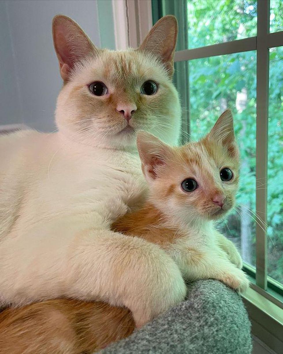 Kitten Rescued with His Sisters Takes a Liking to Family Cat and Turns into Stage Five Clinger