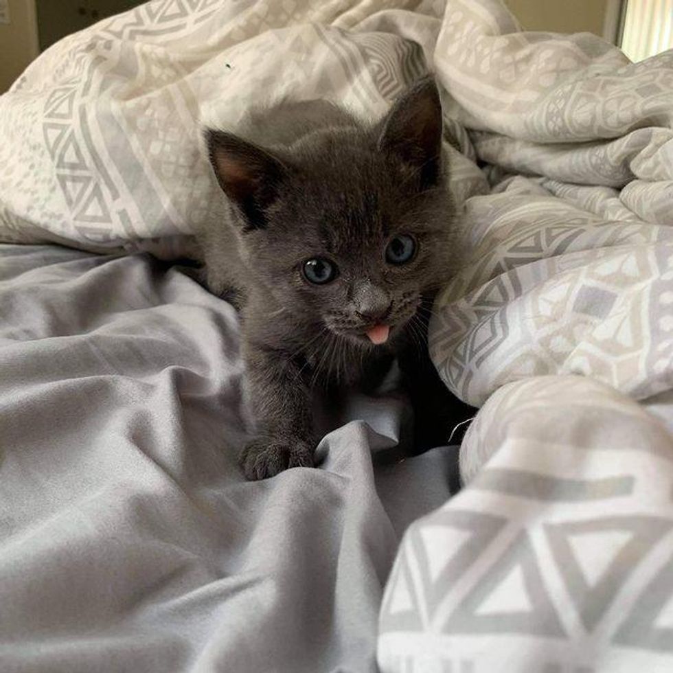 Kitten with Adorable ‘Blep’ Gets Back on His Paws After Being Found Abandoned in a Yard
