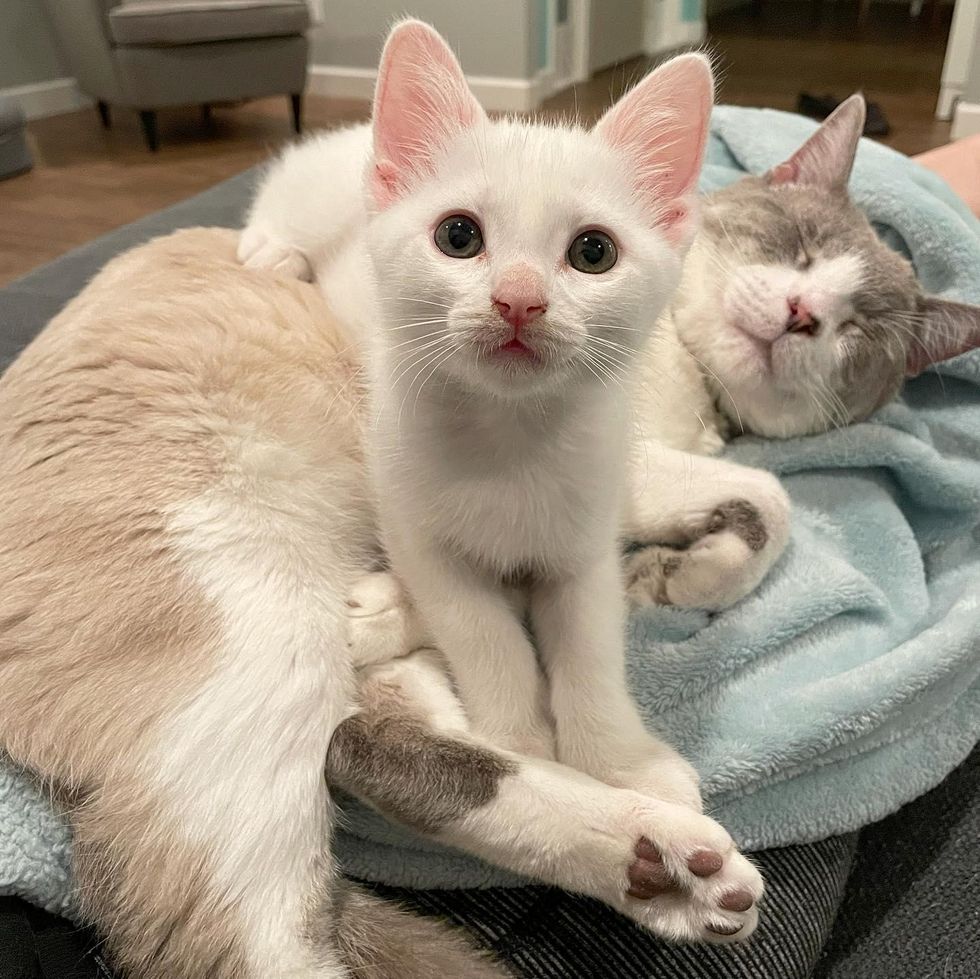 Kittens Uplift Cat and Help Him Thrive After He Was Rescued from Street, Now Hoping for Dream Home