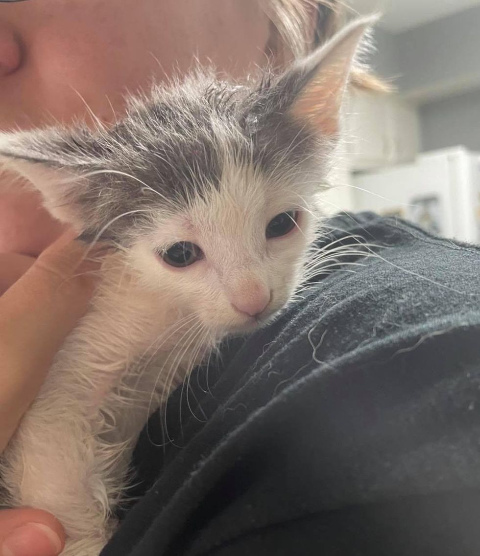 Man Crawls Under Sidewalk to Rescue 6 Kittens So They Can Have Better Lives
