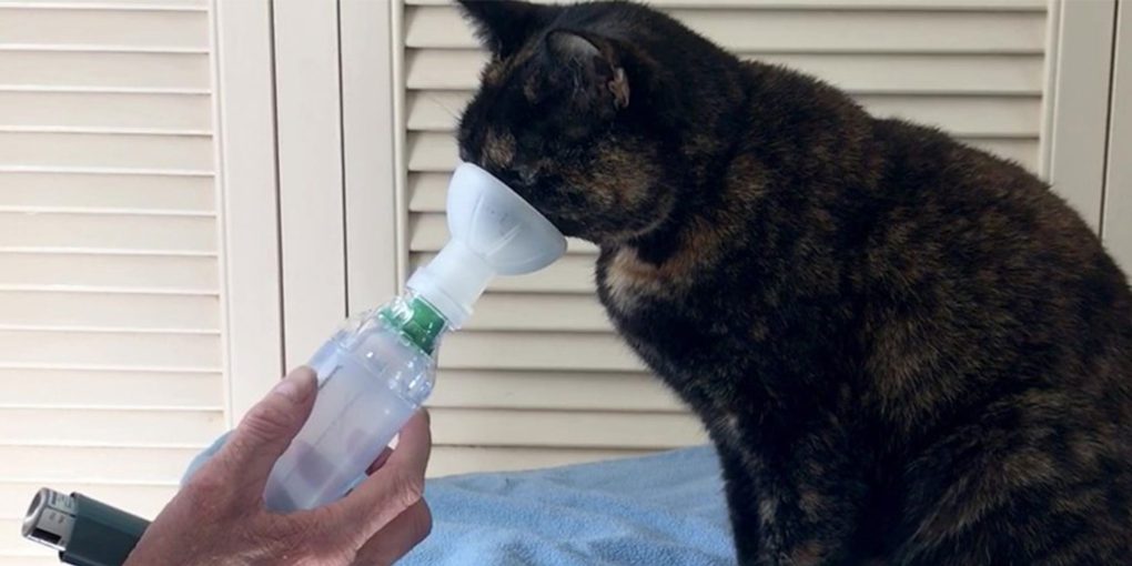 New Series of Videos Help Caregivers Train Cats to use Asthma Inhalers