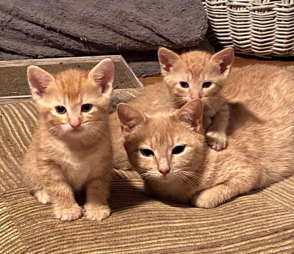 Resilient Street Cat Ensures Her Kittens Live and Hopes for Home with Her Bonded Son