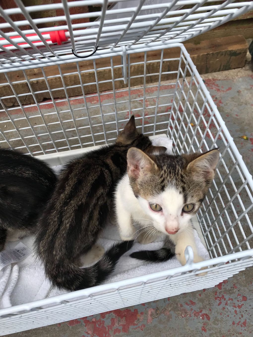 RSPCA Appeals for Information After six Kittens Abandoned Inside Cat Carrier